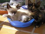 Cat Picture - Two Kittens at Play